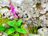 Bog Flowers
