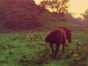 Horse and Sunset