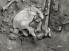 Skeletal Remains