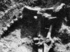 Ox Burial